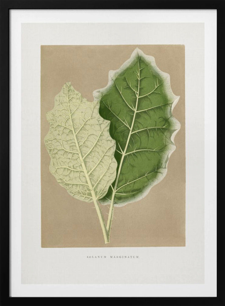 Grünes Solanum Marginatum Blatt Illustration | Poster