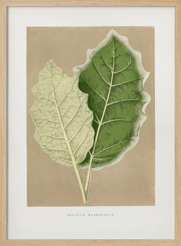 Grünes Solanum Marginatum Blatt Illustration | Poster