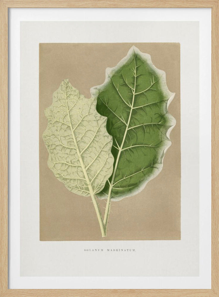Grünes Solanum Marginatum Blatt Illustration | Poster