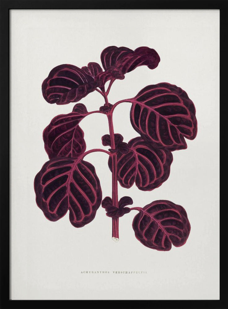 Rosa Achyranthes Verschaffeltii Blattillustration | Poster