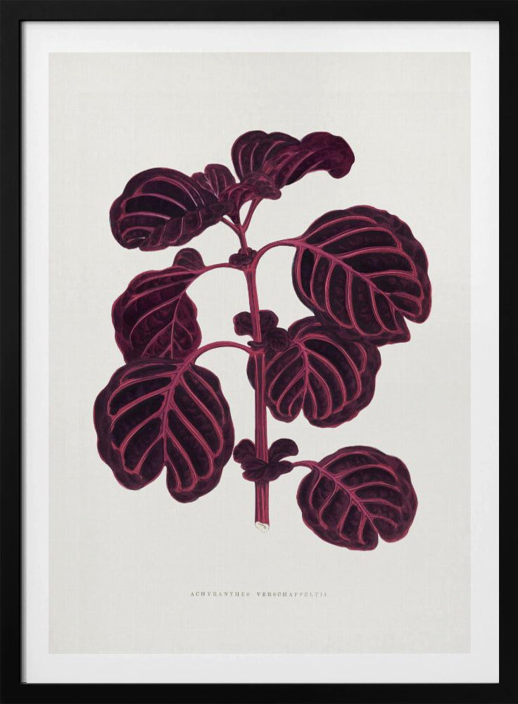 Rosa Achyranthes Verschaffeltii Blattillustration | Poster