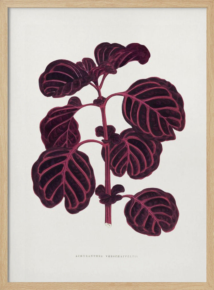 Rosa Achyranthes Verschaffeltii Blattillustration | Poster