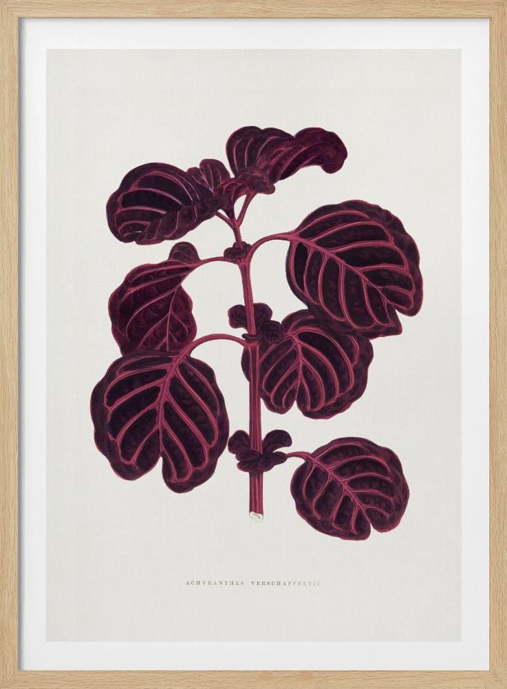 Rosa Achyranthes Verschaffeltii Blattillustration | Poster