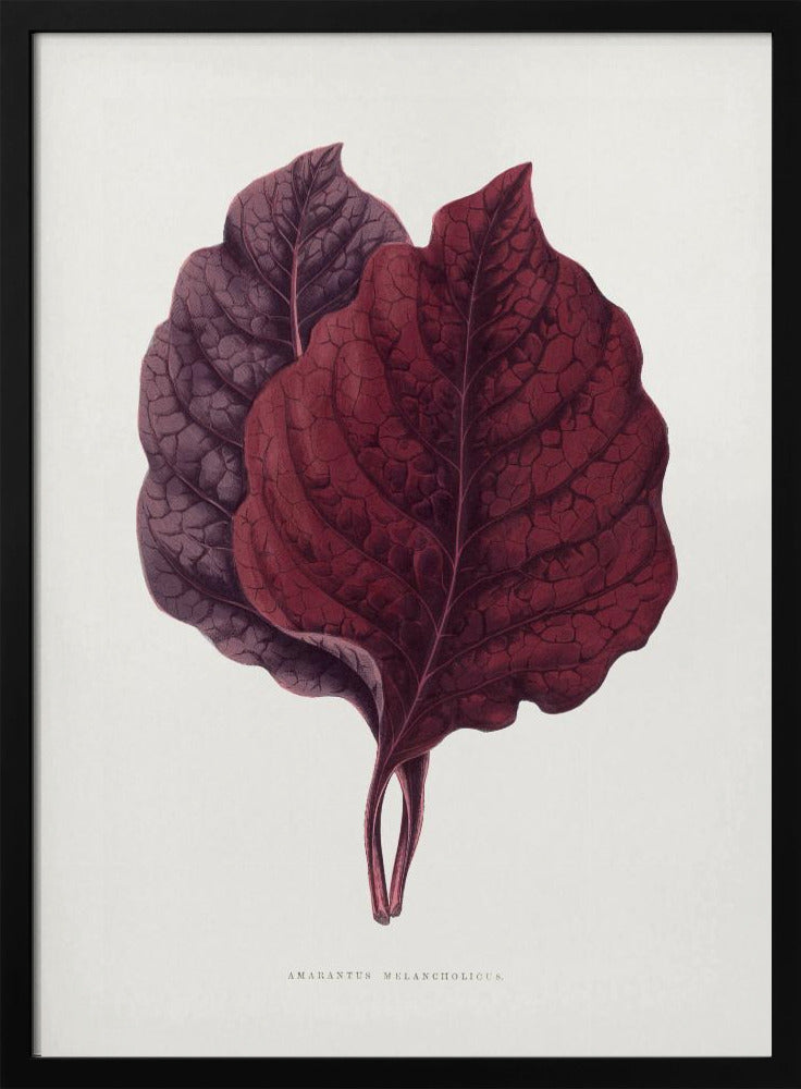 Rosa Amarantblatt-Illustration | Poster
