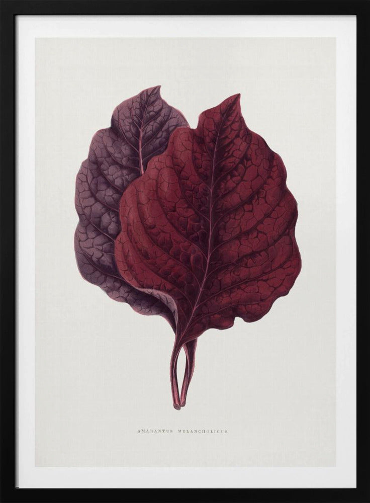 Rosa Amarantblatt-Illustration | Poster