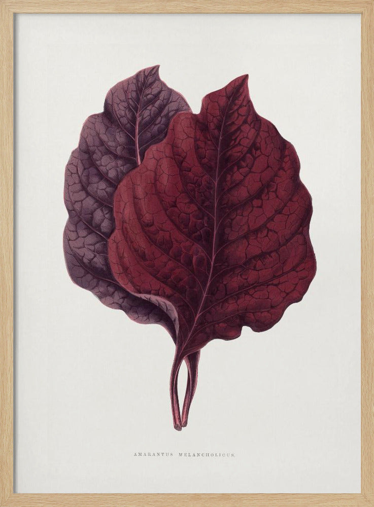 Rosa Amarantblatt-Illustration | Poster