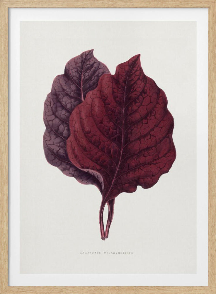 Rosa Amarantblatt-Illustration | Poster