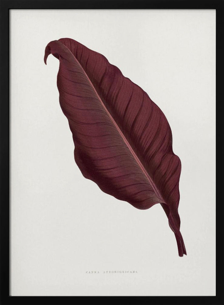 Rosa Canna Atronigricans Blatt Illustration | Poster