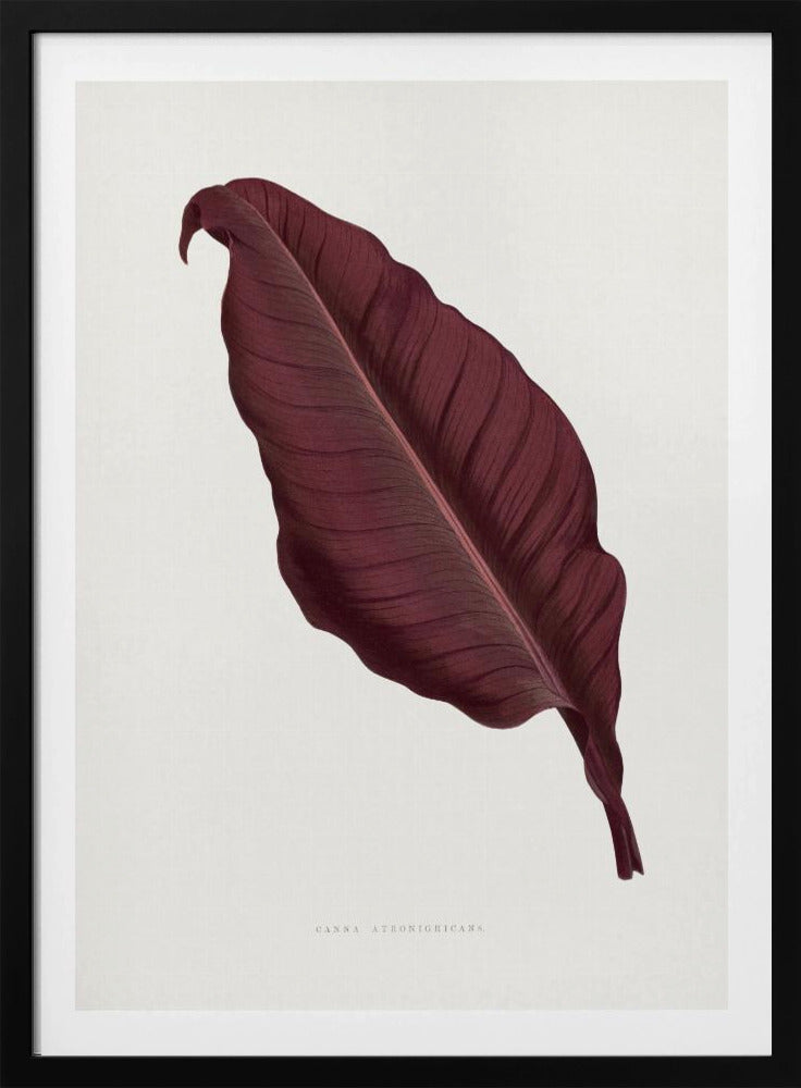 Rosa Canna Atronigricans Blatt Illustration | Poster