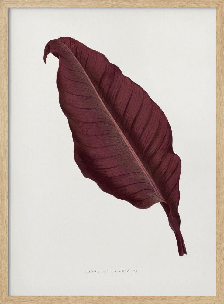 Rosa Canna Atronigricans Blatt Illustration | Poster
