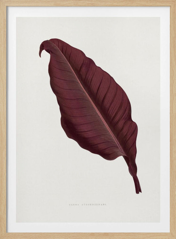 Rosa Canna Atronigricans Blatt Illustration | Poster