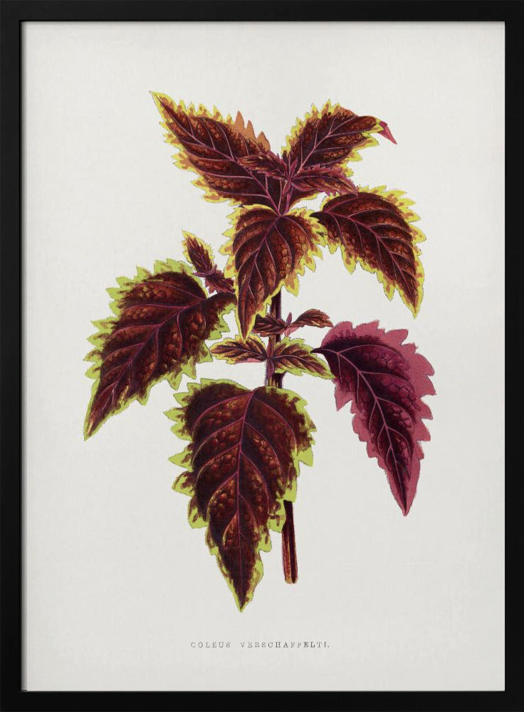 Rosa Coleus Blatt Illustration | Poster