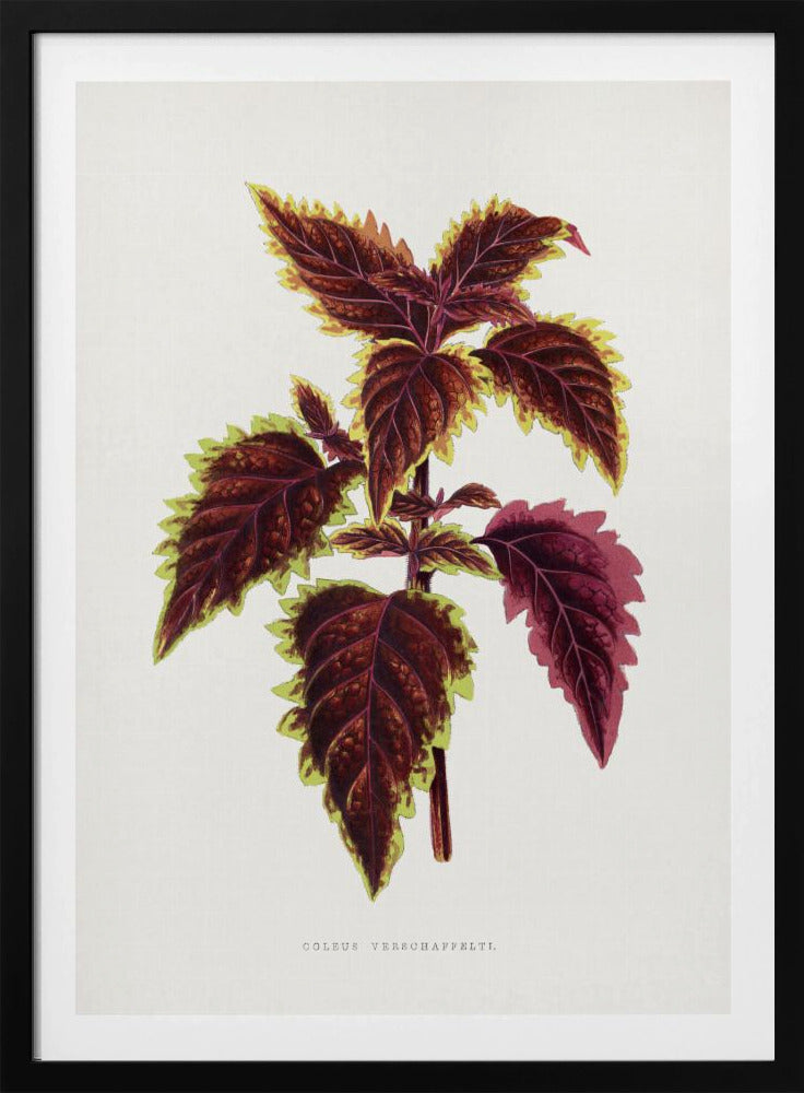 Rosa Coleus Blatt Illustration | Poster