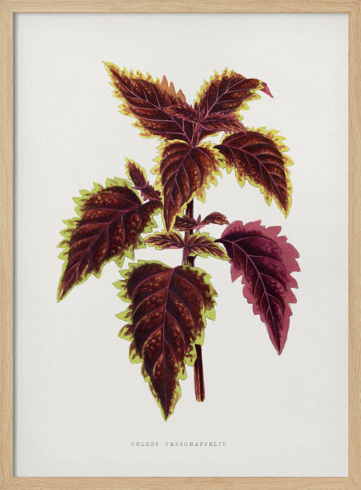 Rosa Coleus Blatt Illustration | Poster