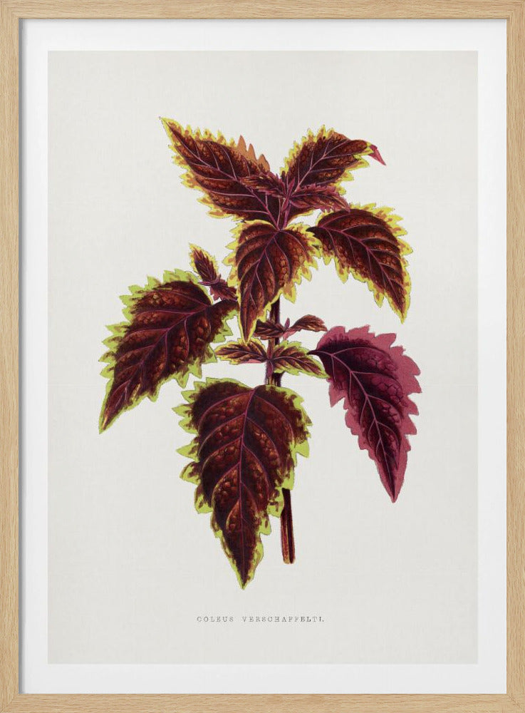 Rosa Coleus Blatt Illustration | Poster