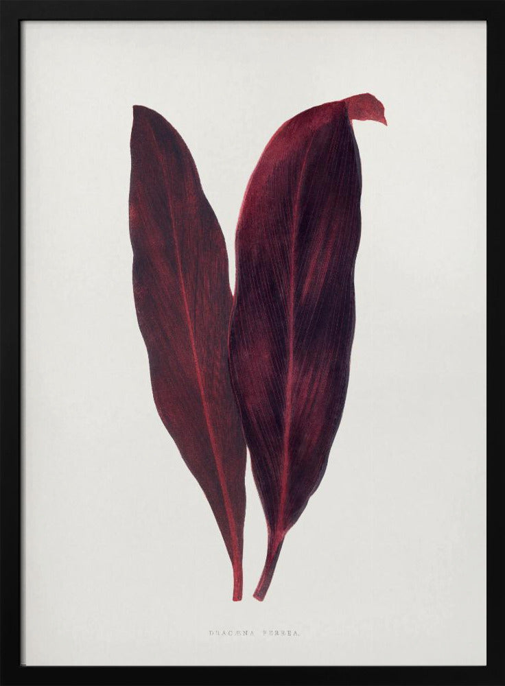 Rosa Dracaena Ferrea Blatt Illustration | Poster