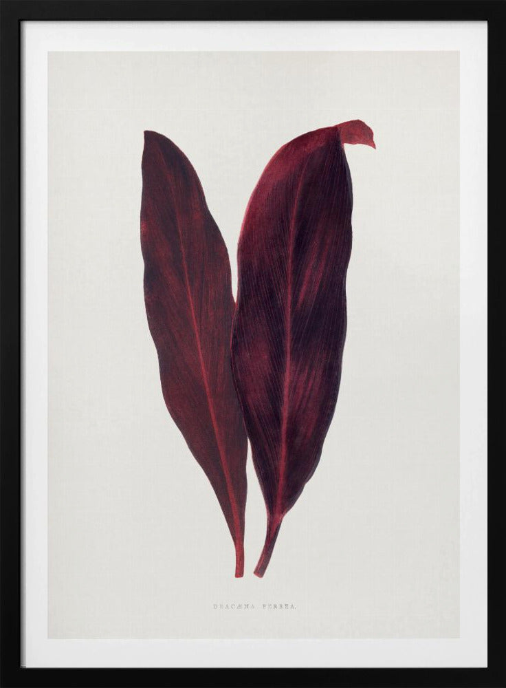 Rosa Dracaena Ferrea Blatt Illustration | Poster