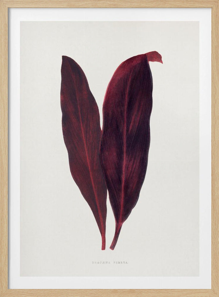 Rosa Dracaena Ferrea Blatt Illustration | Poster