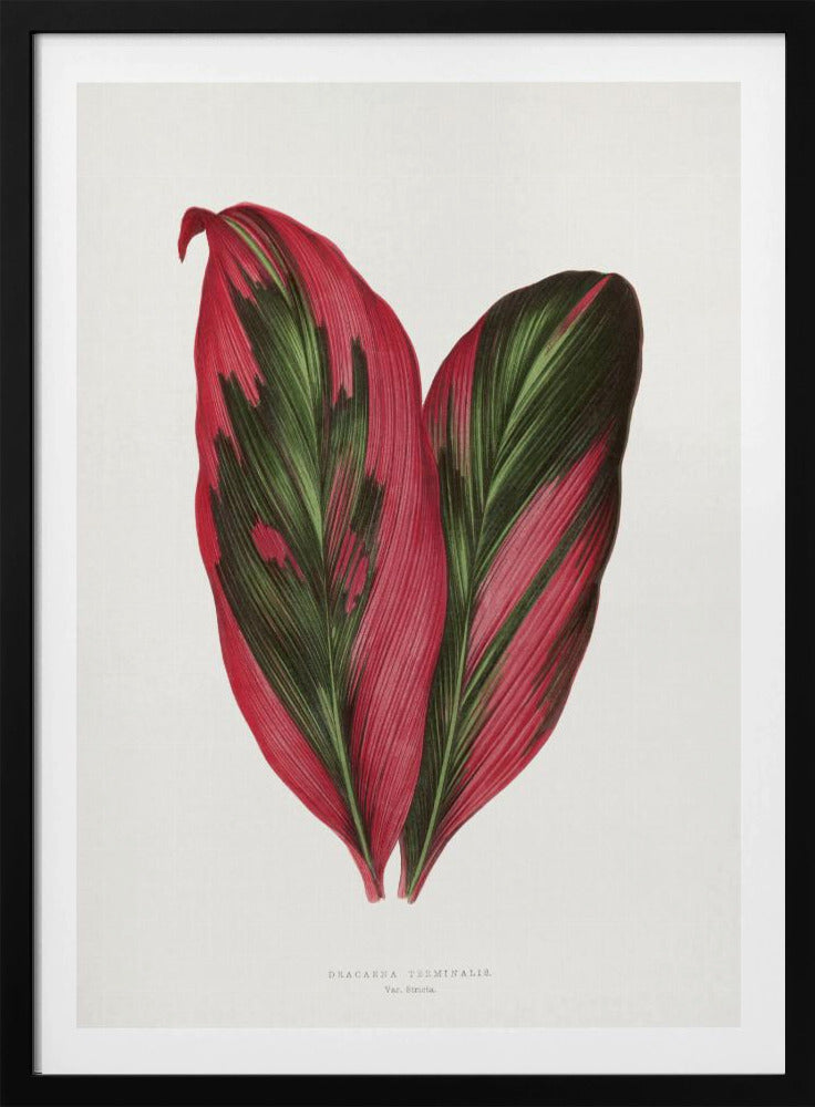 Rosa Dracaena Terminalis Blatt Illustration | Poster