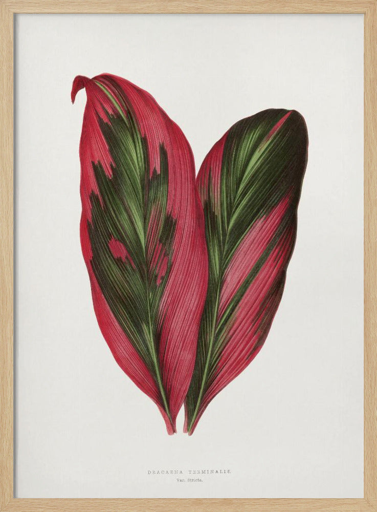 Rosa Dracaena Terminalis Blatt Illustration | Poster