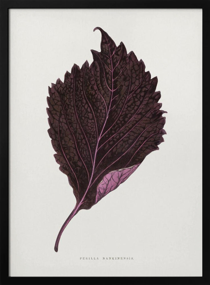 Rosa Perilla Nankinensis Blatt Illustration | Poster