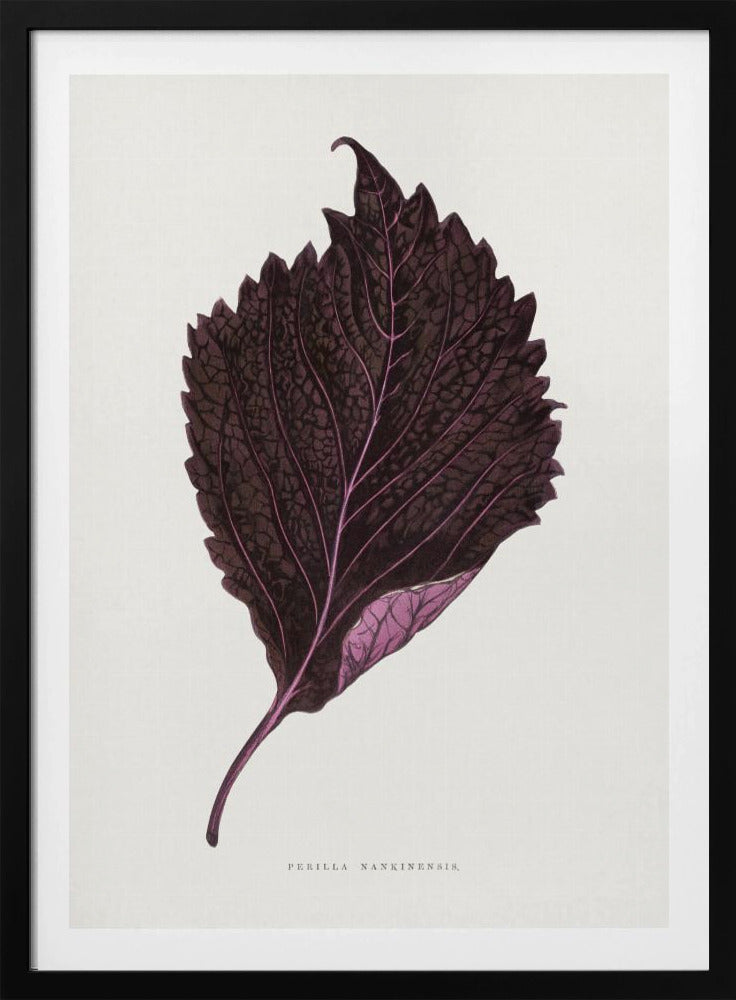 Rosa Perilla Nankinensis Blatt Illustration | Poster
