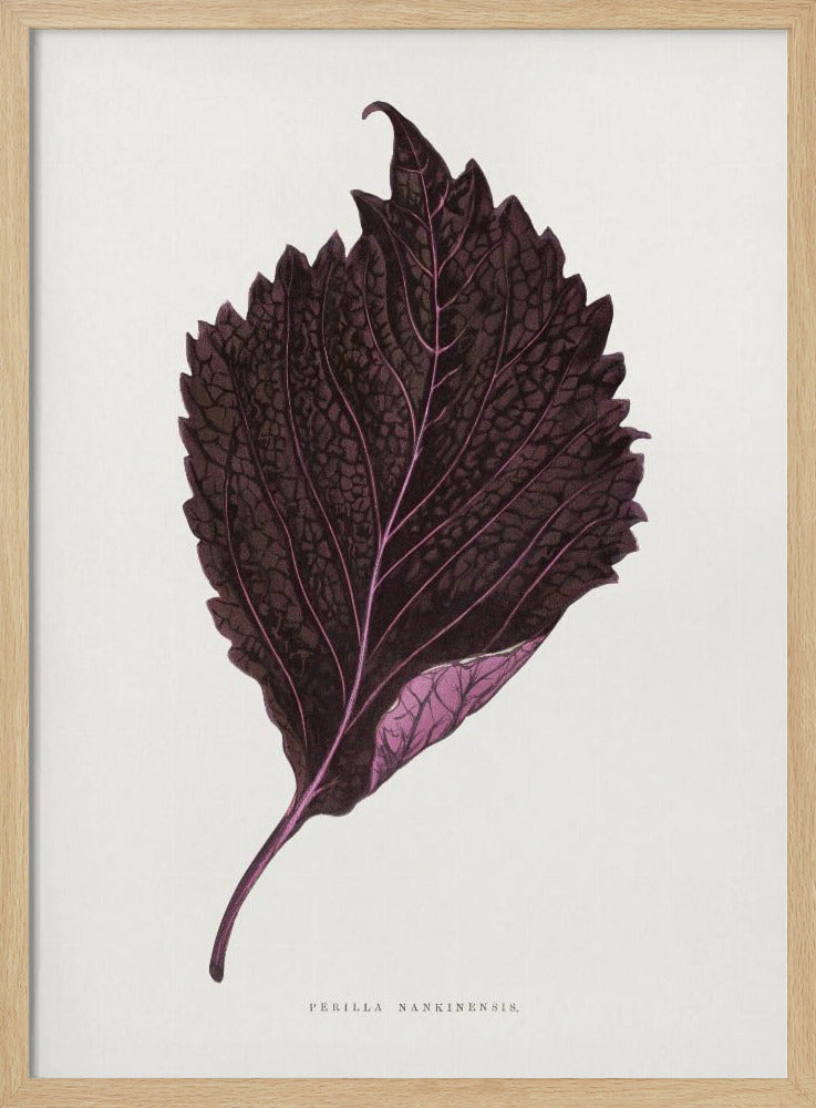 Rosa Perilla Nankinensis Blatt Illustration | Poster