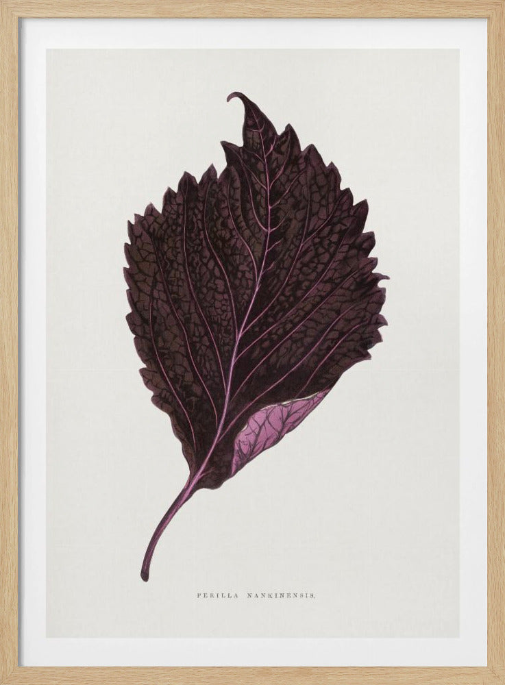Rosa Perilla Nankinensis Blatt Illustration | Poster
