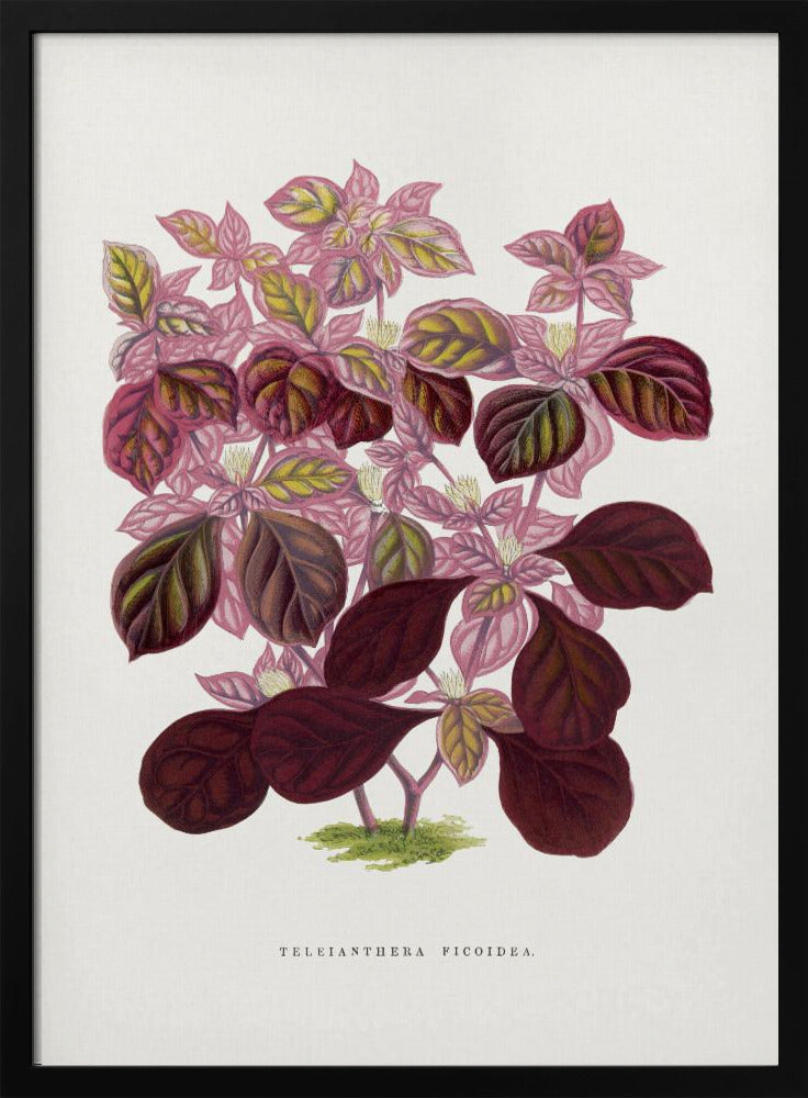 Rosa Teleianthera Ficoidea Blatt Illustration | Poster