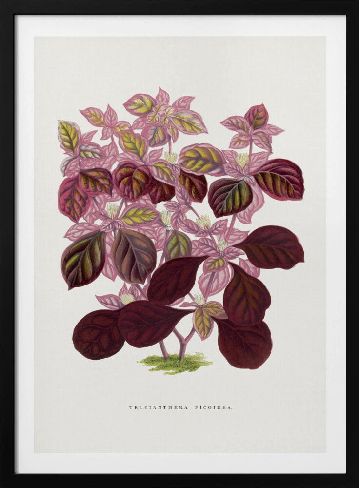 Rosa Teleianthera Ficoidea Blatt Illustration | Poster