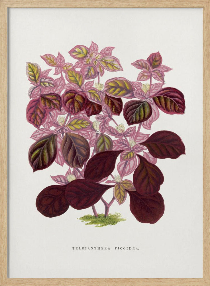 Rosa Teleianthera Ficoidea Blatt Illustration | Poster