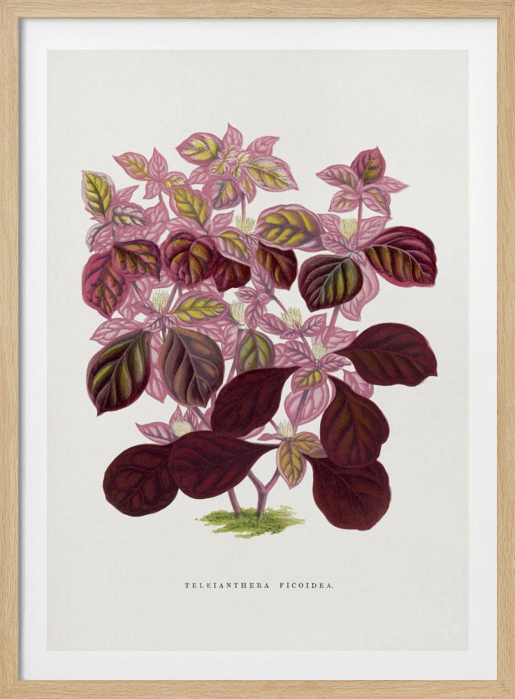 Rosa Teleianthera Ficoidea Blatt Illustration | Poster