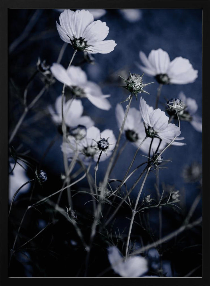 Wildblumen 10 | Poster