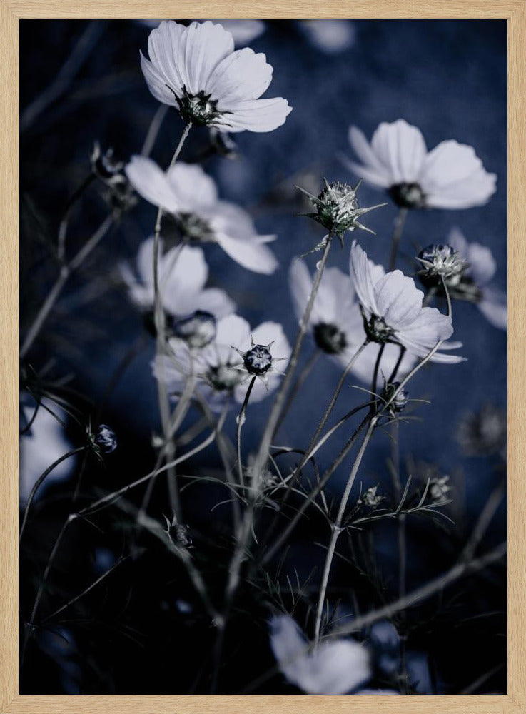 Wildblumen 10 | Poster
