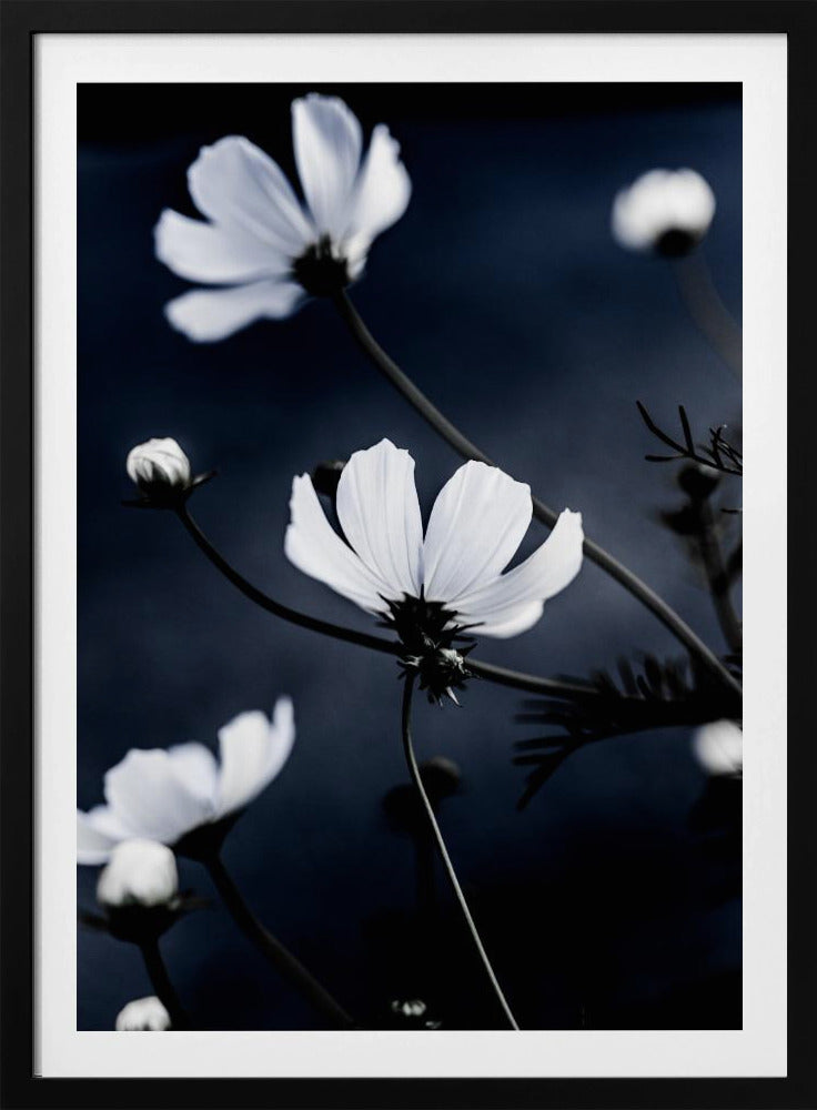 Wildblumen 1 | Poster