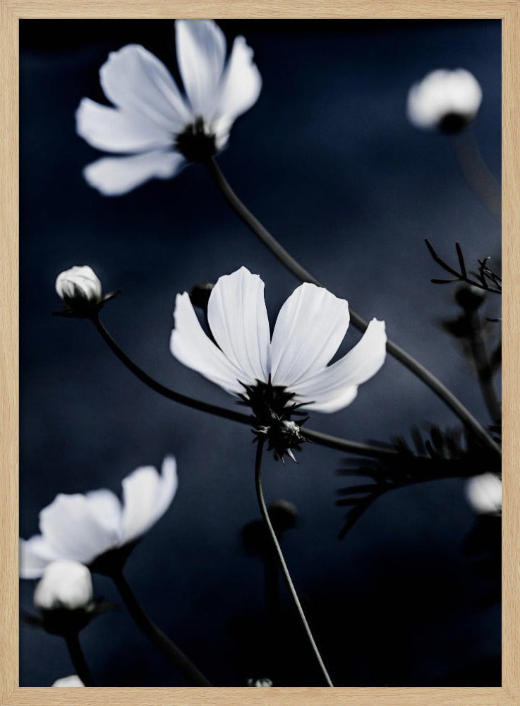 Wildblumen 1 | Poster