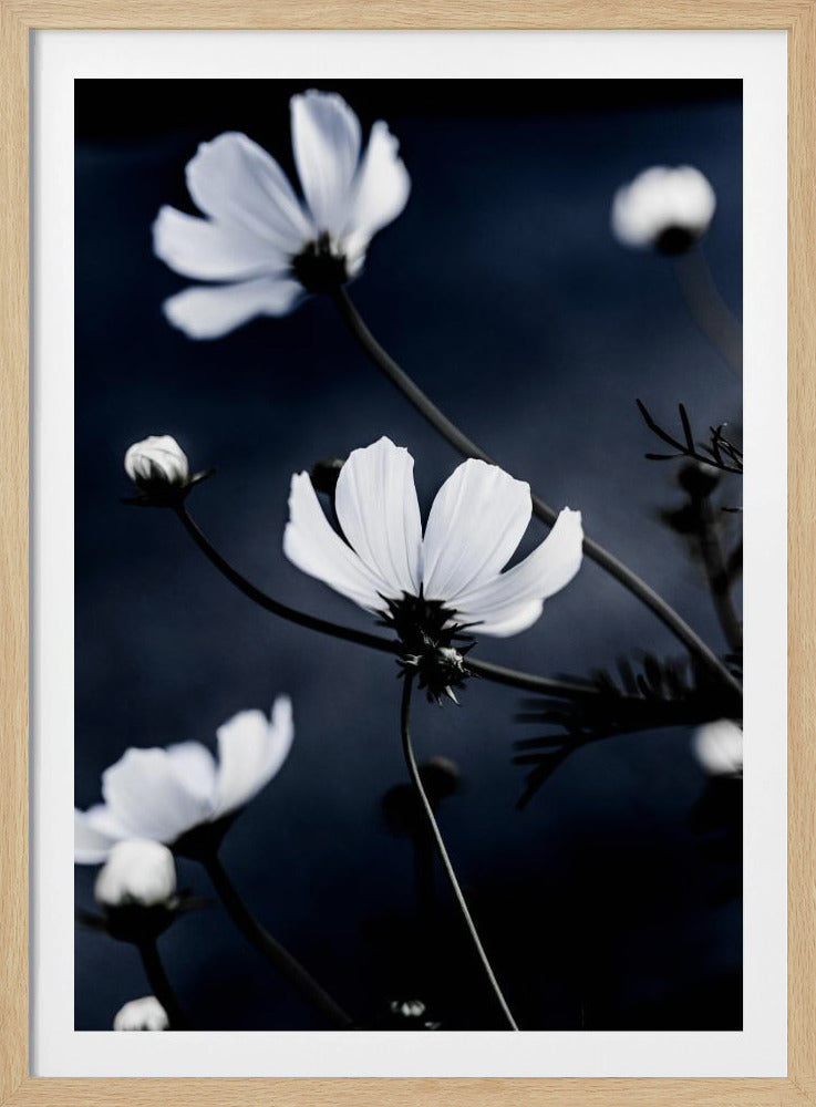 Wildblumen 1 | Poster