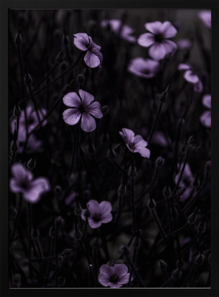 Dunkle Blumen 10 | Poster