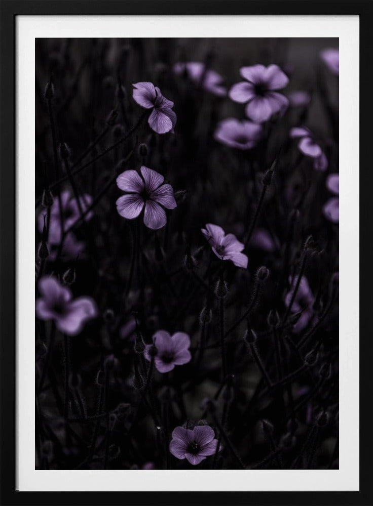Dunkle Blumen 10 | Poster