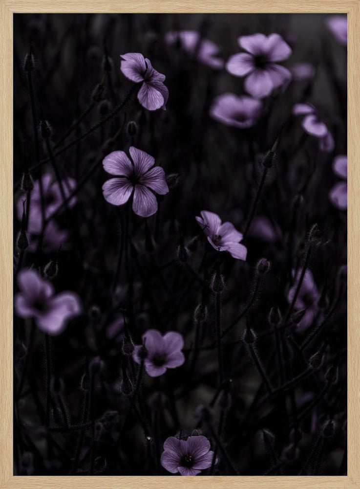 Dunkle Blumen 10 | Poster