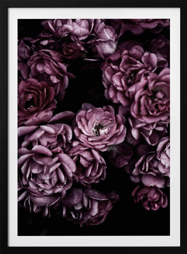 Wilde Rosen | Poster