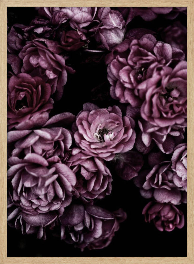 Wilde Rosen | Poster