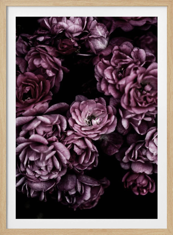 Wilde Rosen | Poster