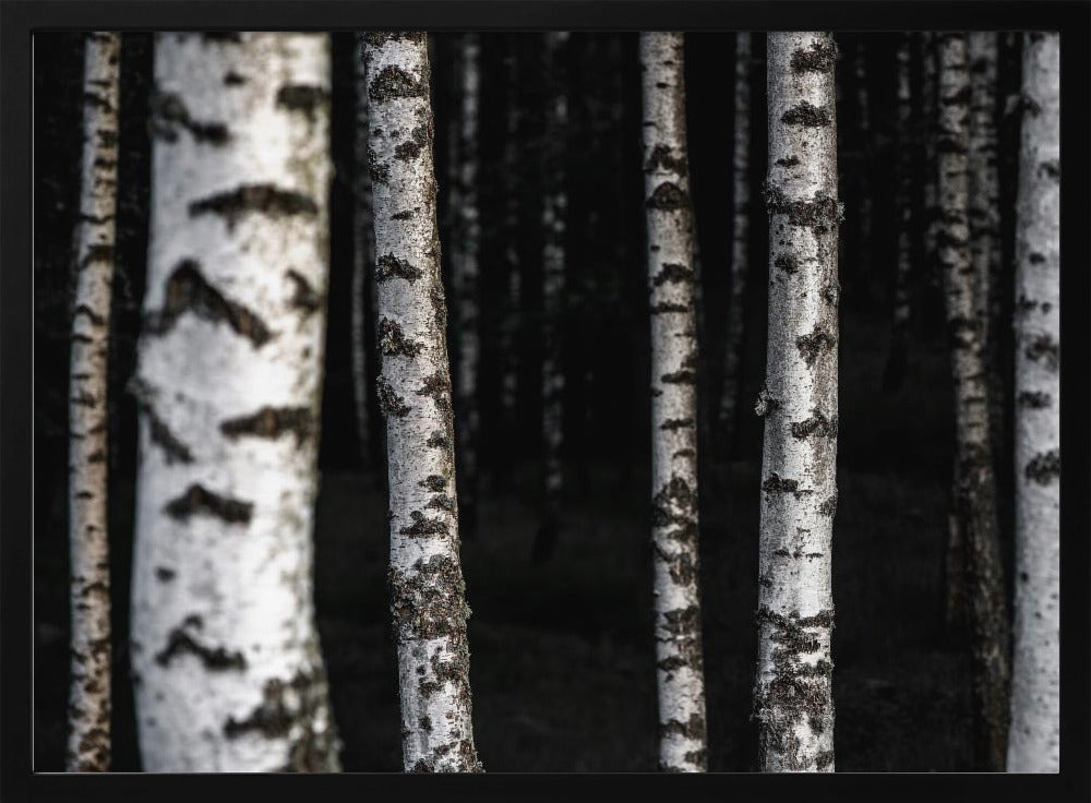 Birken 8 | Poster