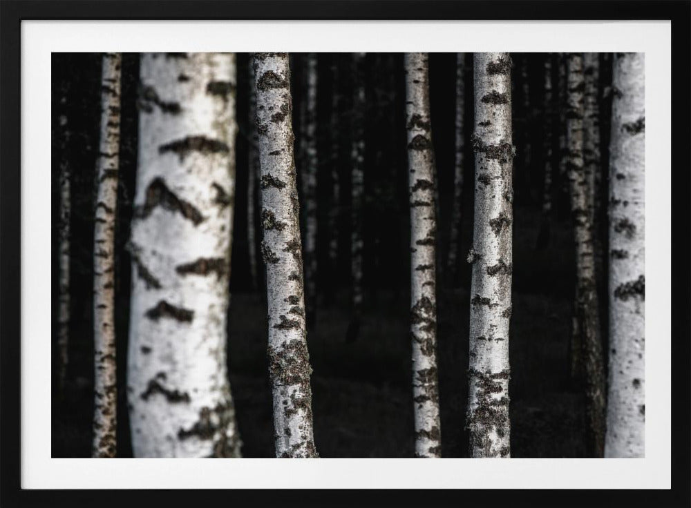 Birken 8 | Poster
