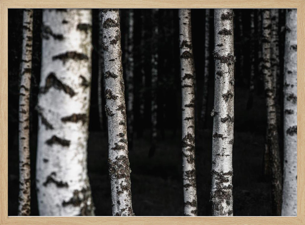 Birken 8 | Poster