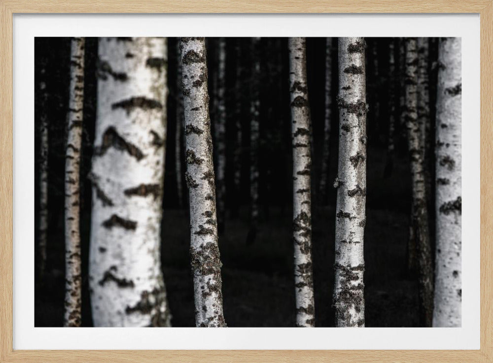 Birken 8 | Poster