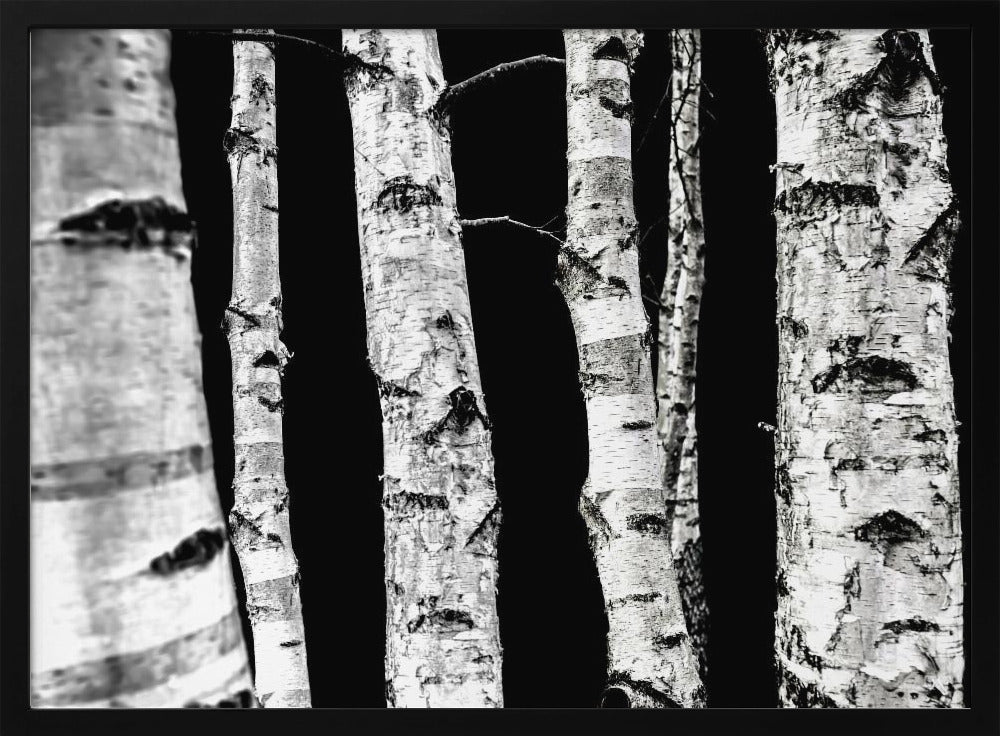Birken | Poster