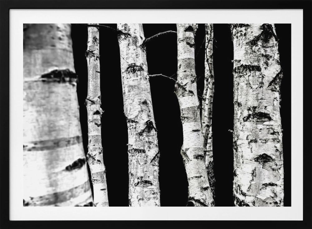 Birken | Poster