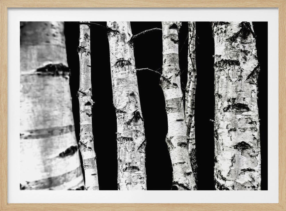Birken | Poster